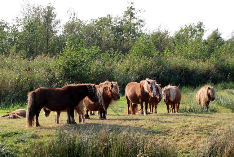 Shetland Pony’s in Nationaal Park De Alde Feanen. 