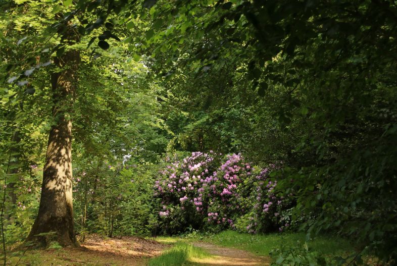 Prachtige rododendrons in het historische park van Heemstra State