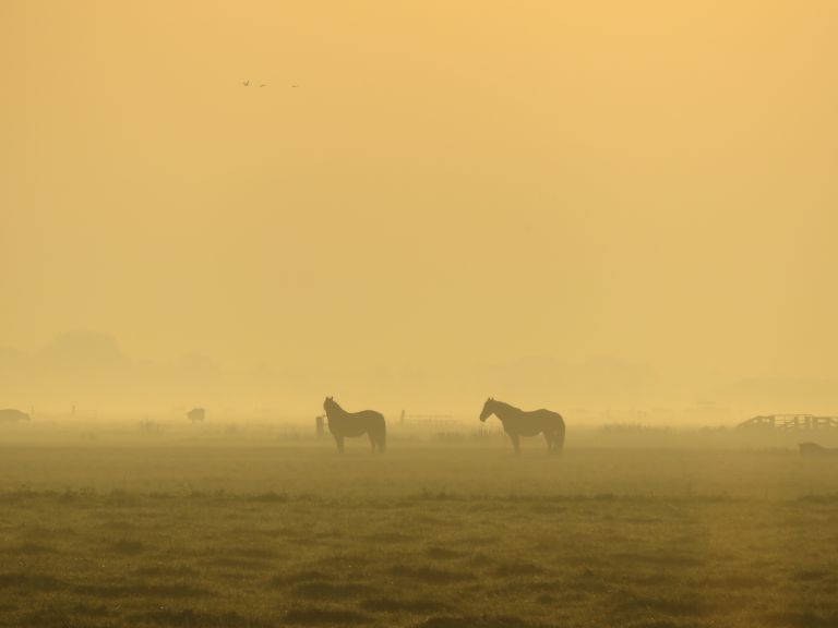 Paarden in de vroege ochtend