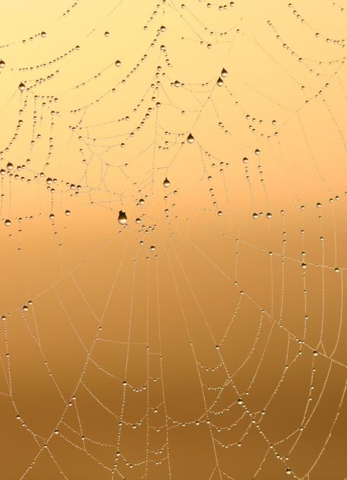 spinnenweb in ochtendnevel