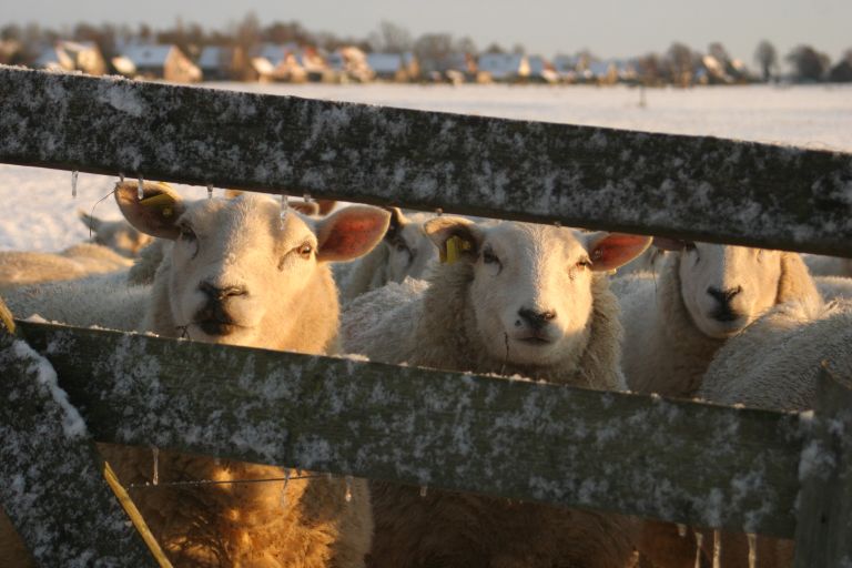 schapen in de sneeuw bij Sintjohannesga