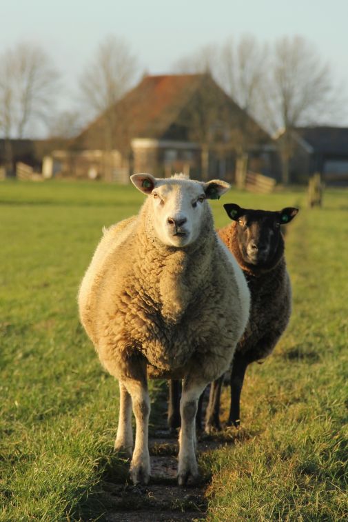 schapen in de wei bij Oosthem