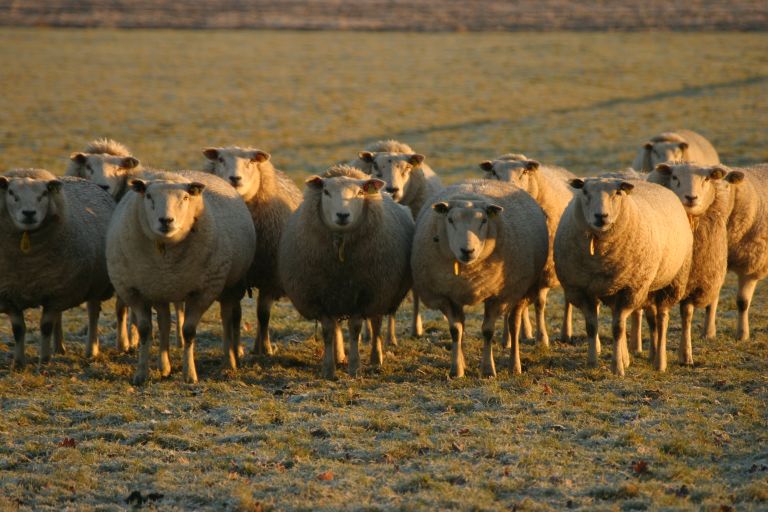 schapen bij Rotstergaast